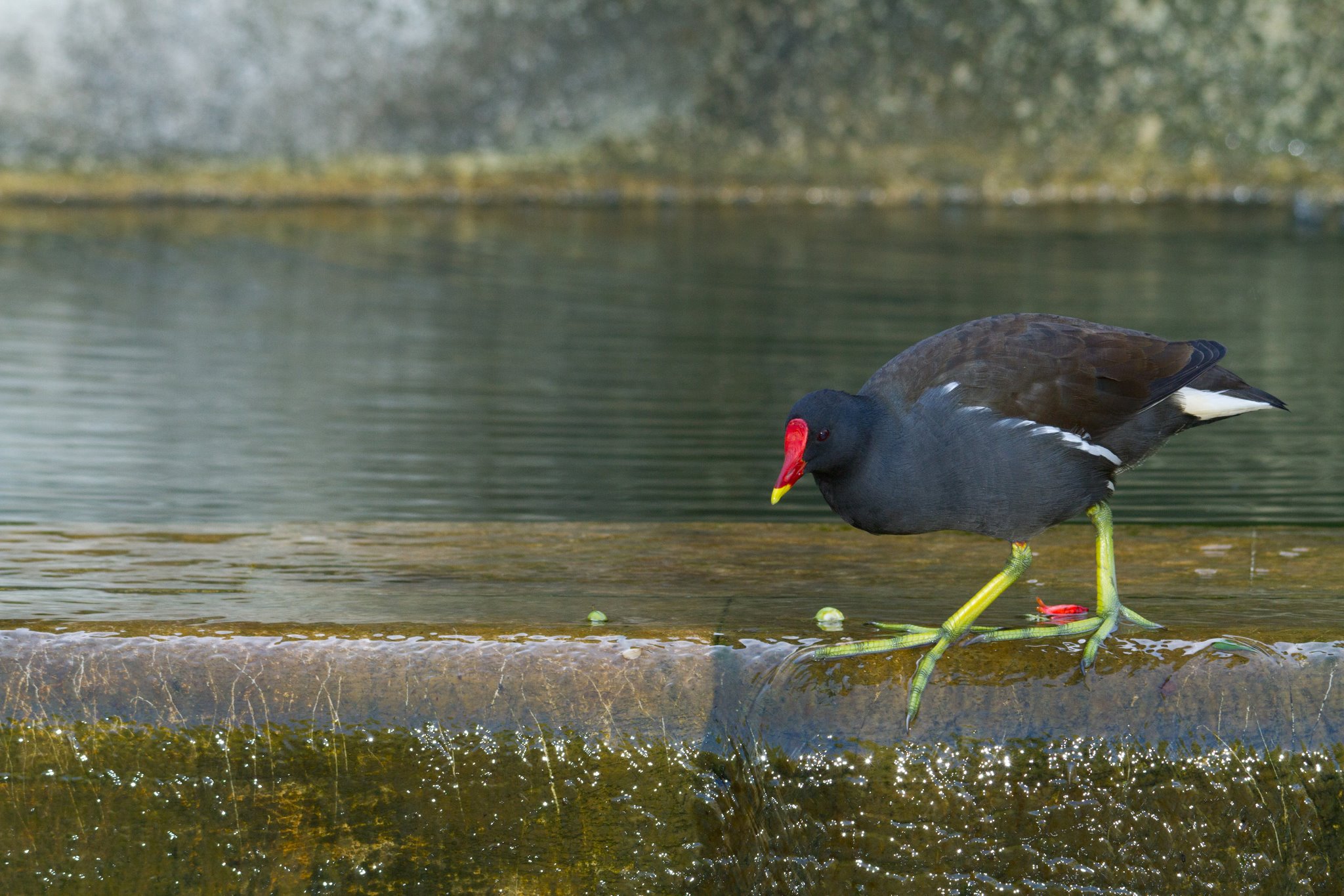 gulbenkian-bird